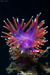 Flabellina by Pasquale Carvelli 